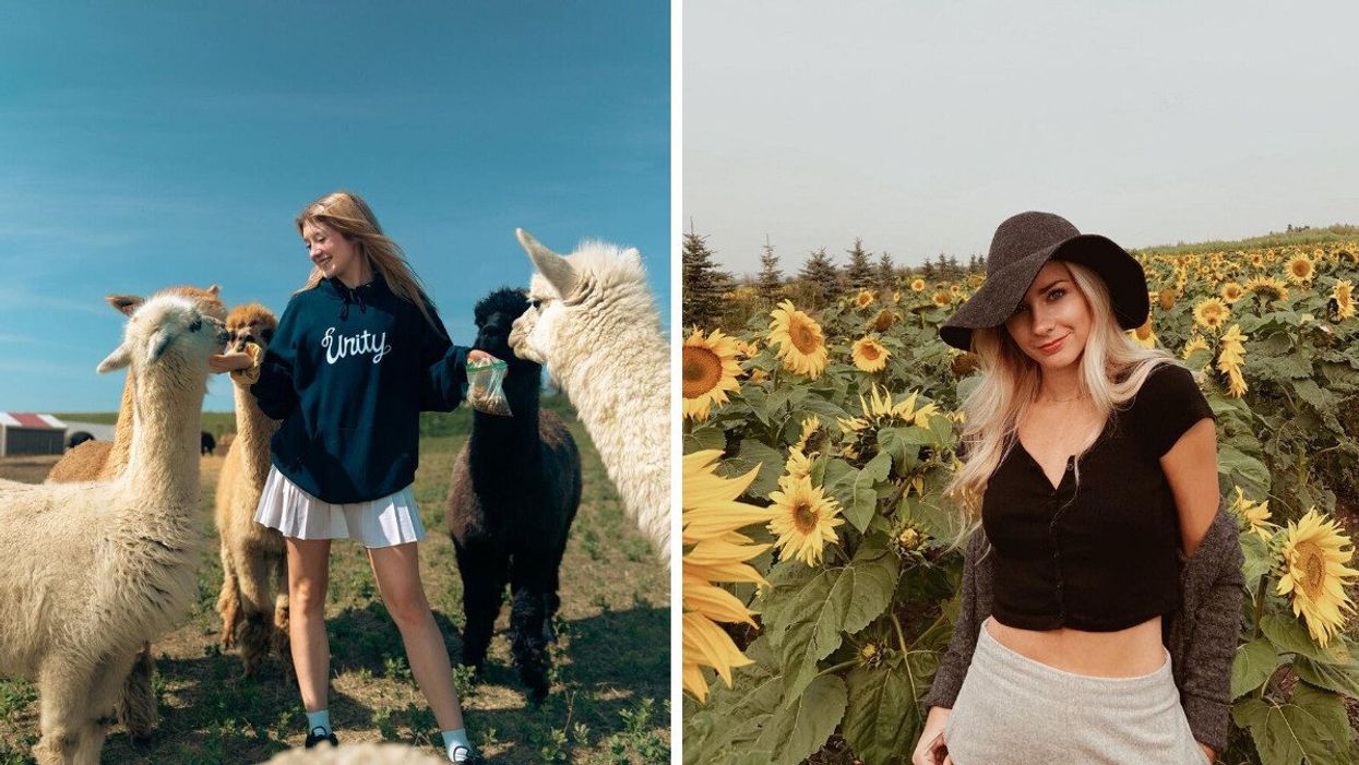 Person feeding alpacas near Torrington, Alberta. Right: Person in a sunflower maze in Bowden, Alberta.