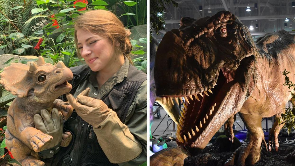 Person holding a baby dinosaur at Jurassic Quest. Right: T-Rex at Jurassic Quest.
