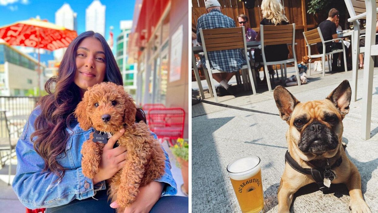 Person holding a dog on a patio. Right: French bulldog relaxing by a glass of beer on a patio.