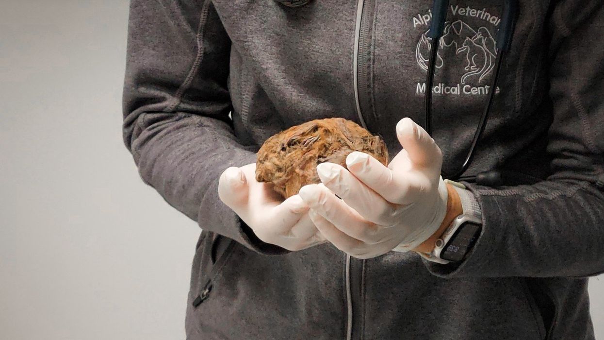 Person holding the remains of a 30,000-year-old arctic squirrel.