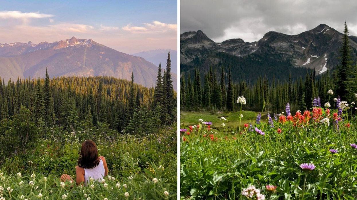 Person looking at a view. Right: Wildflower field in the mountains.