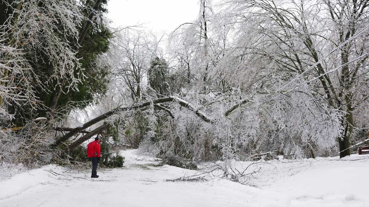 person looking at downed trees and power lines after an ice storm in ontario
