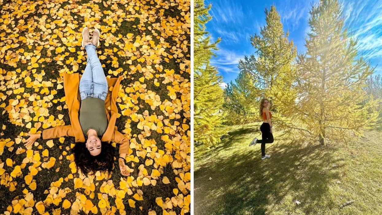 Person lying on their back in yellow leaves. Person in a park next to golden larch trees.