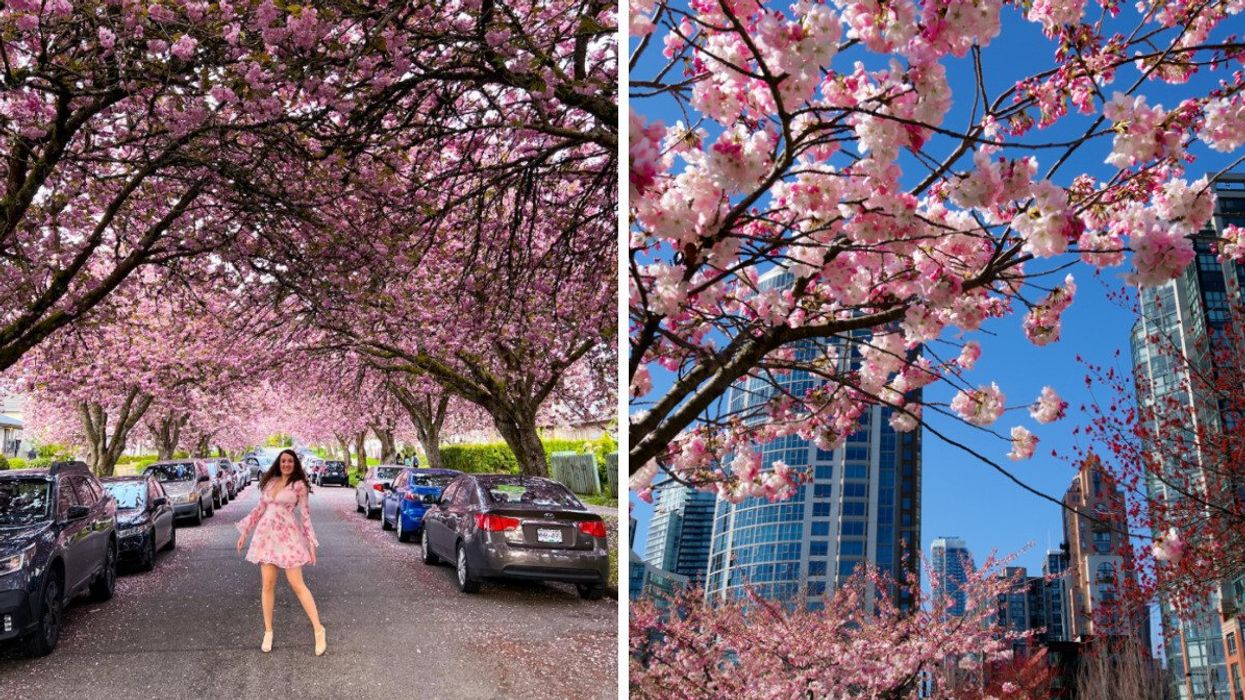 Person standing in a street with cherry blossoms. Right: A city with a cherry blossom tree.