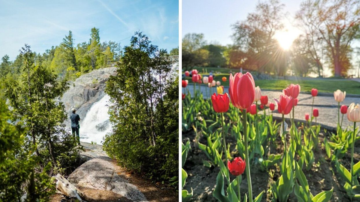 Person standing near a waterfall in Ontario. Right: Tulips blossoming in Montreal.