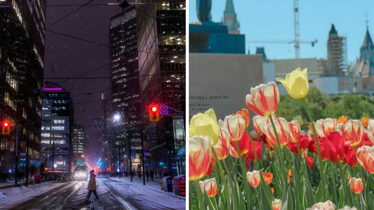 person walking across snowy toronto street at night. right: tulips in ottawa with parliament buildings in background