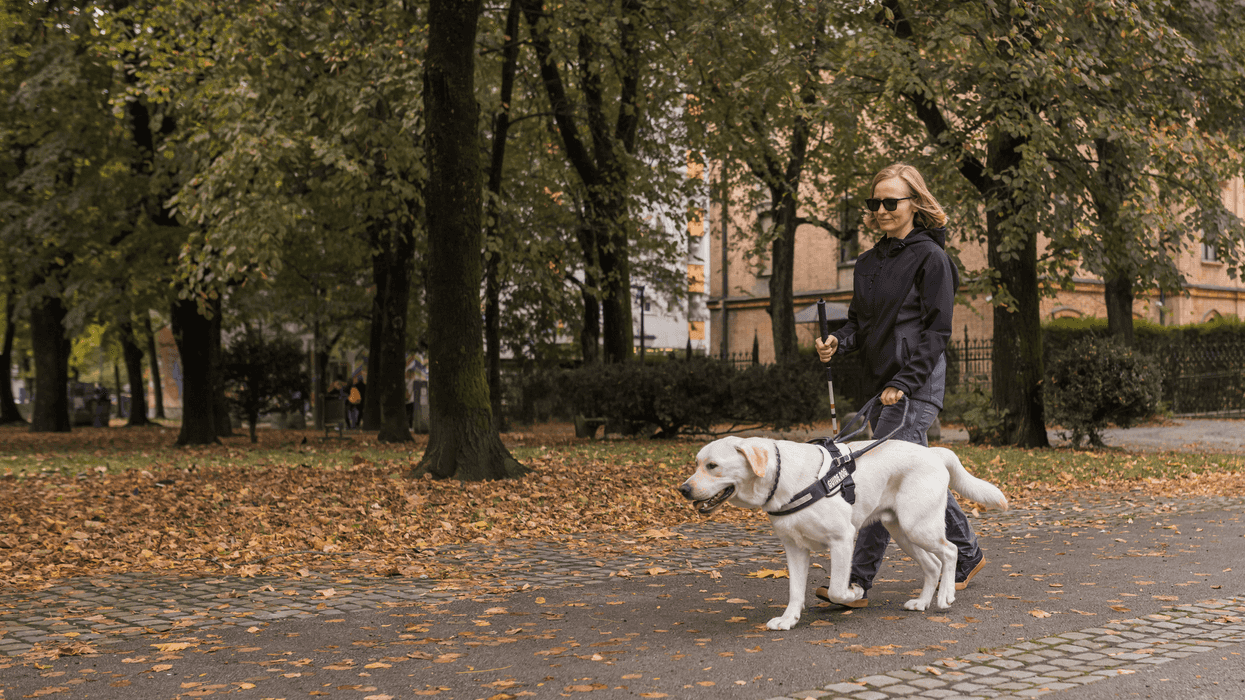 Person walking with a guide dog in a park during fall, highlighting mobility support and independence.