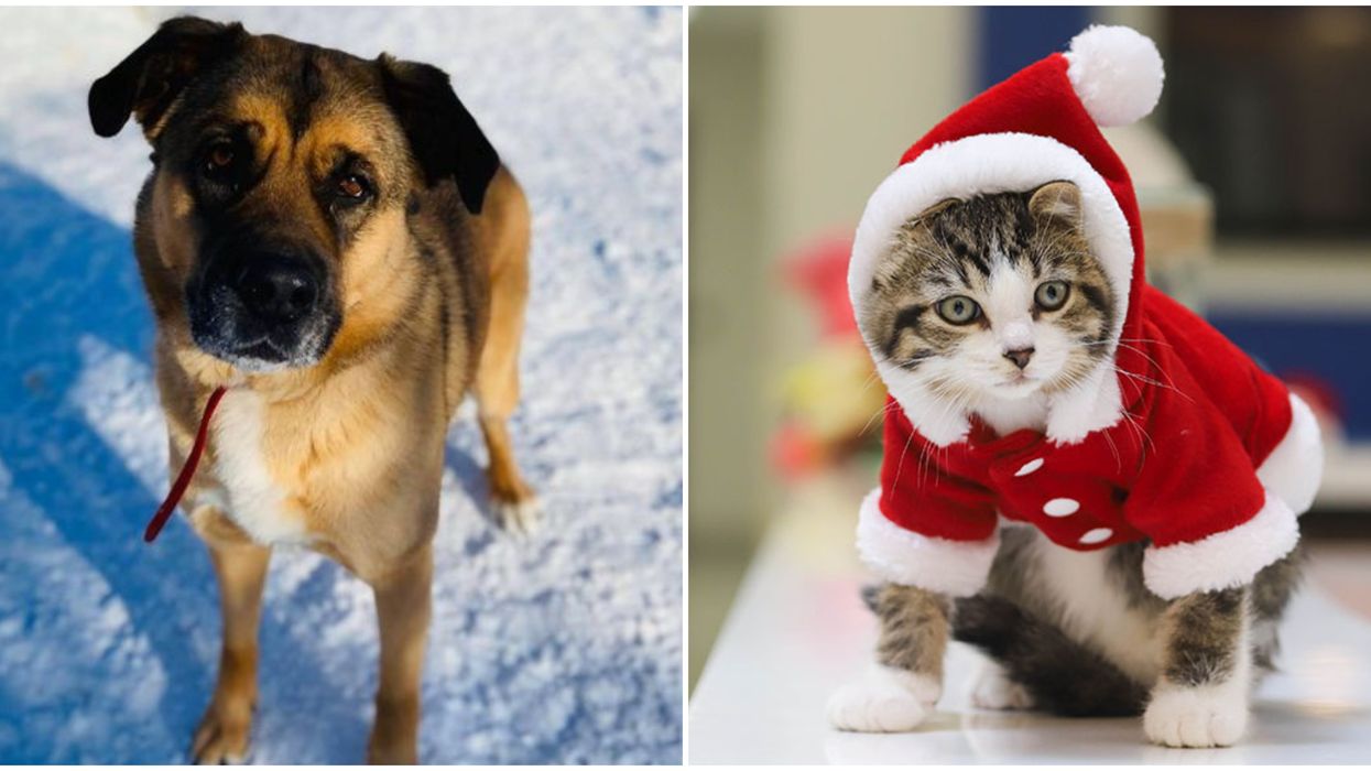 Pet Adoption In Canada: Rescue Groups Are Trying To Find Fur-Ever Homes For The Holidays