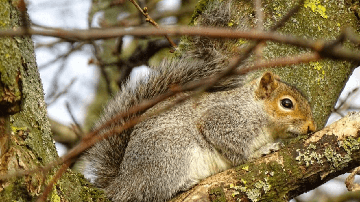 Peterborough Squirrels Are Being Shot With Arrows & Police Warn Public Of Possible Danger
