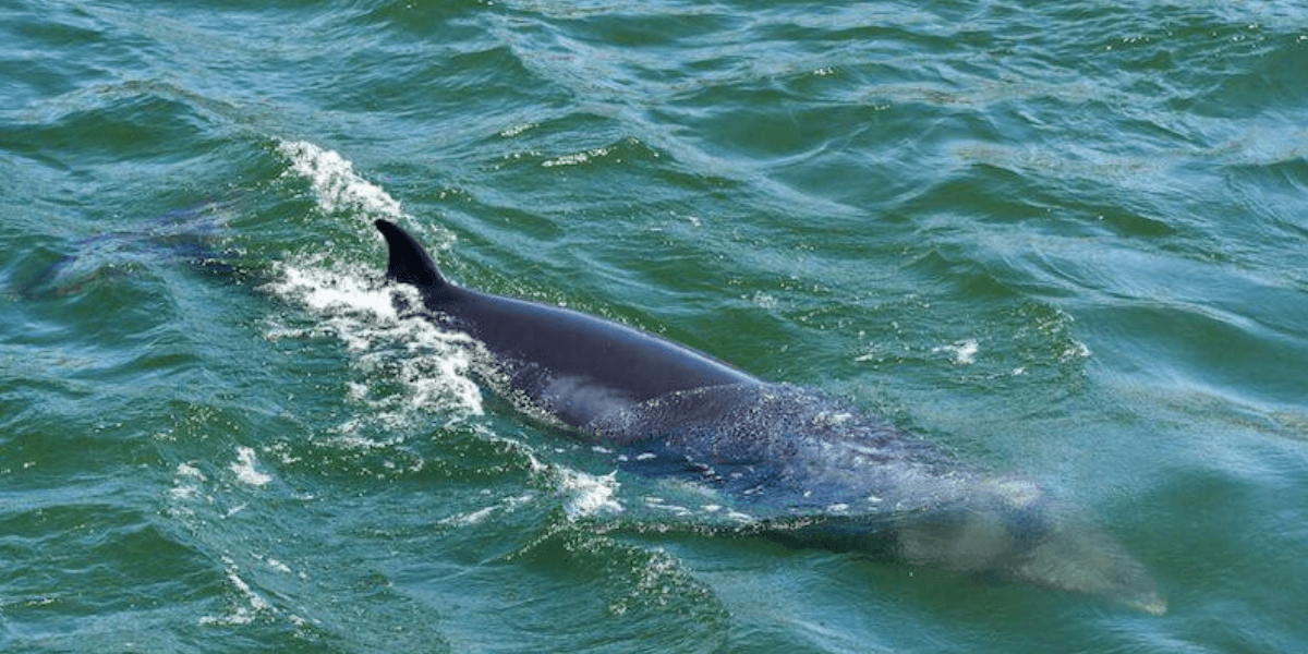 Deux petits rorquals aperçus dans le fleuve à Montréal et voici les ...