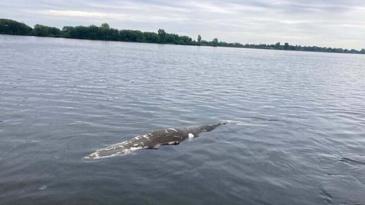 Petit rorqual dans le fleuve Saint-Laurent.