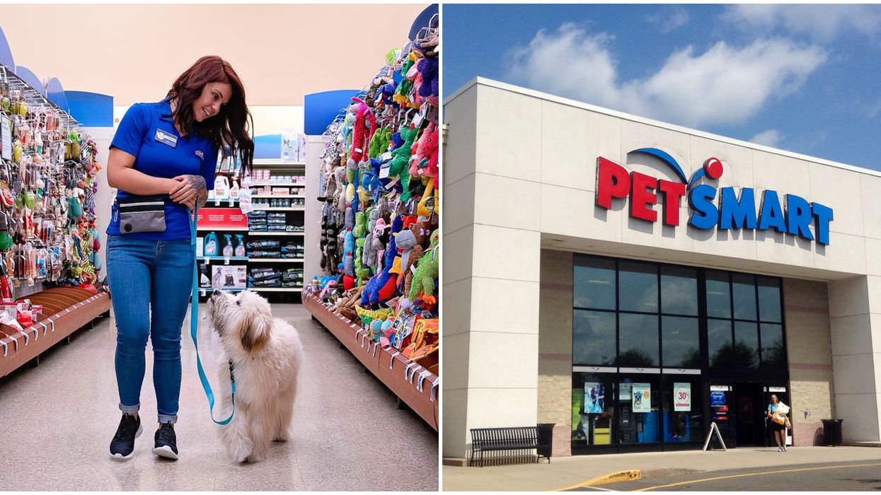 Does Petsmart Have Dogs Today does-petsmart-have-dogs-today