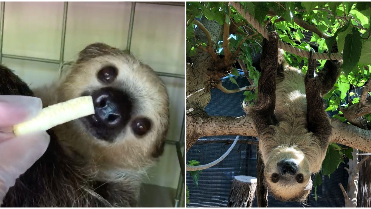 Phoenix Zoo's Sloth Fernando Fell Asleep Eating & It's A Great Problem To Have (PHOTO)