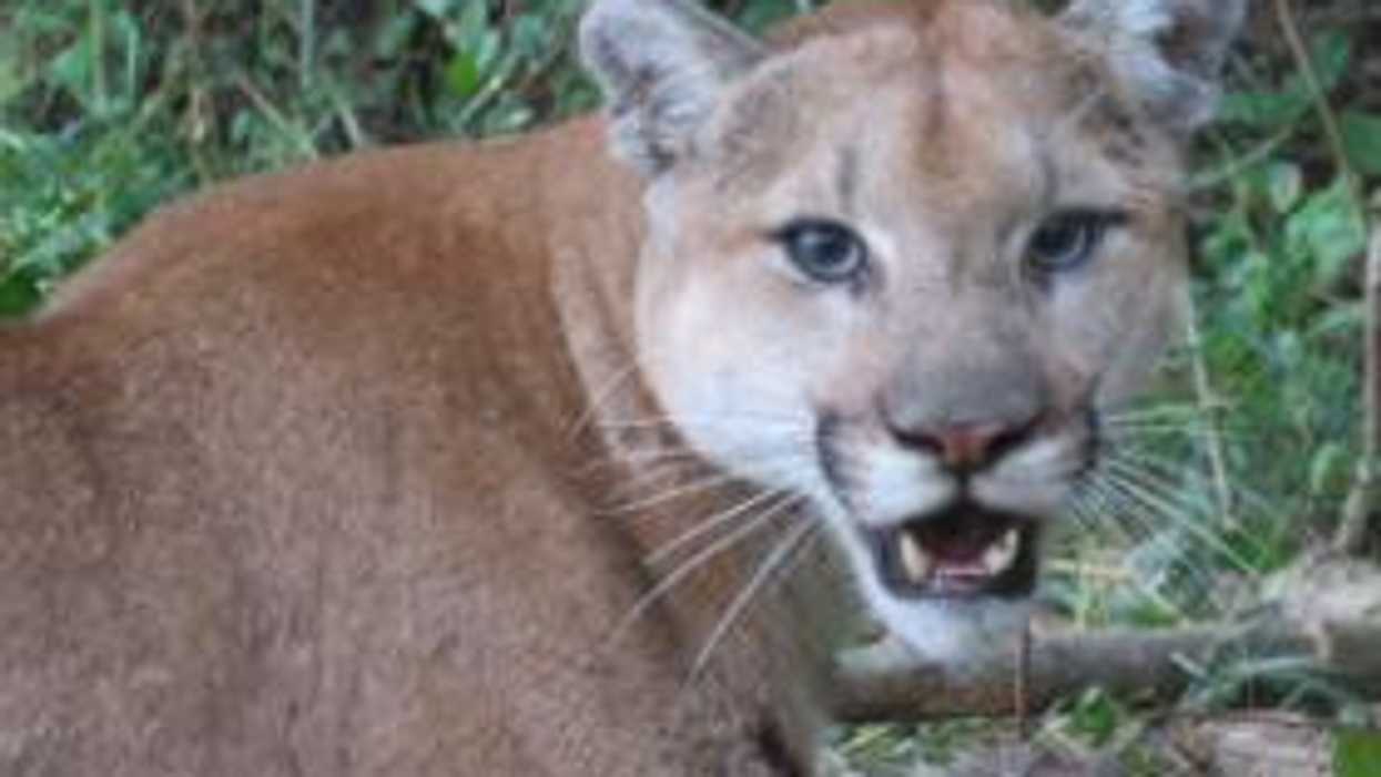 Photo of a cougar