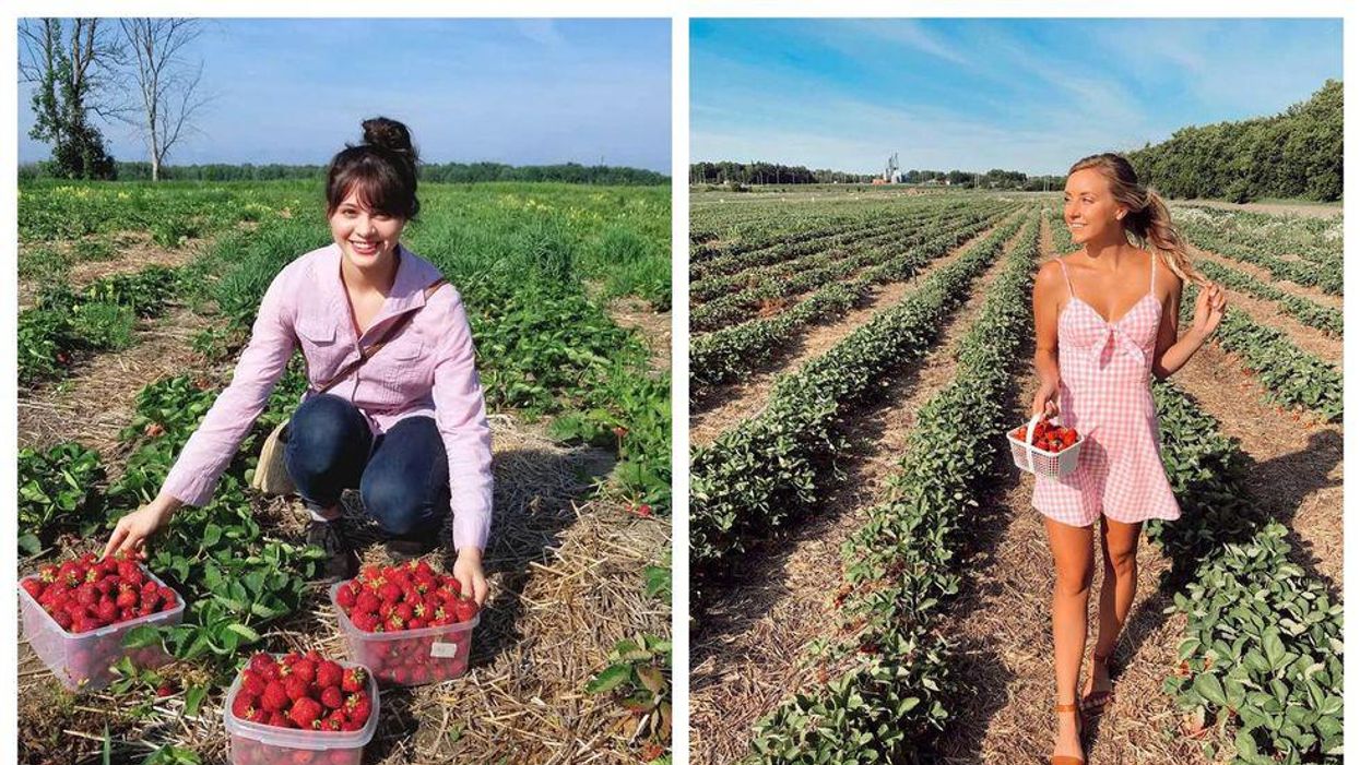 Pick Your Own Strawberry Farms Near Ottawa To Visit This Summer
