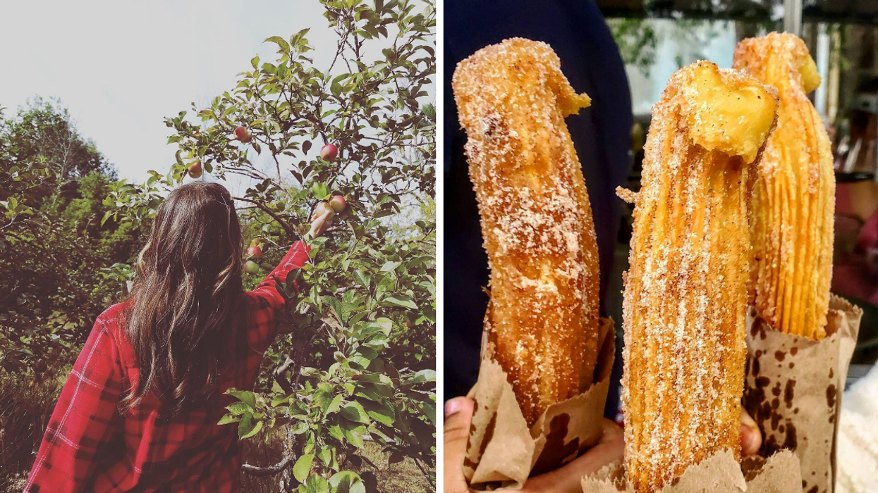 Picking an apple from an orchard tree. Right: Sweet fluffy churros from Log Cabin Orchard.