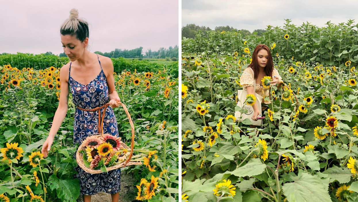 Picking flowers in a sunflower field near Ottawa.