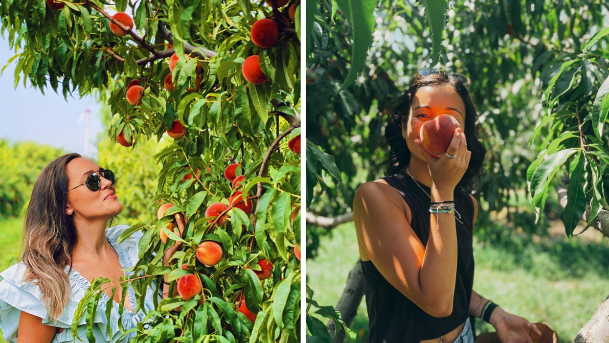Picking fresh peaches from an orchard in Ontario.