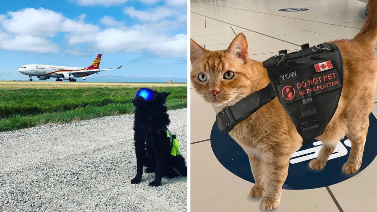 Pilot the dog sitting on the runway wearing his protective glasses with an airplane in the background. Right: Rusty the detector cat wearing a vest with "Do not pet" written on it.