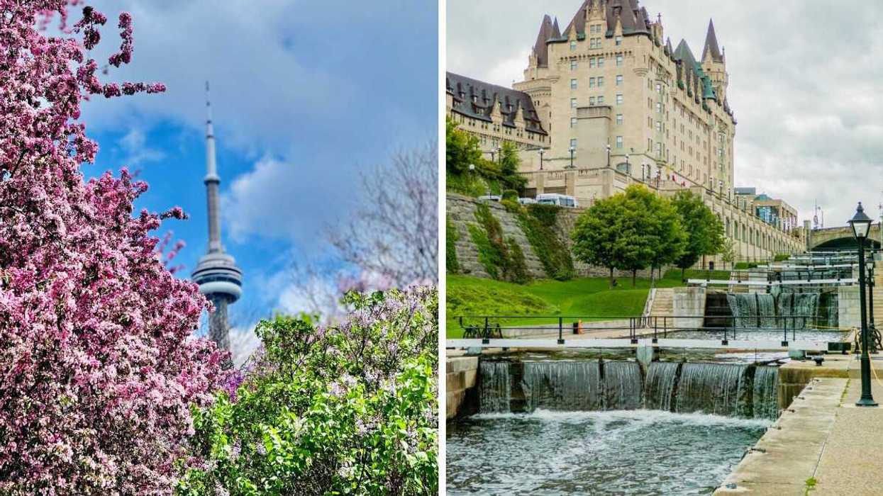 pink and green flowering trees in front of cn tower in toronto. right: rideaul canal beside fairmont chateau laurier hotel in ottawa