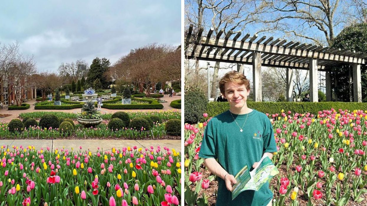 Pink and yellow tulips line a pathway at the Atlanta Botanical Garden. Right: A person stands in front of yellow and pink tulips.