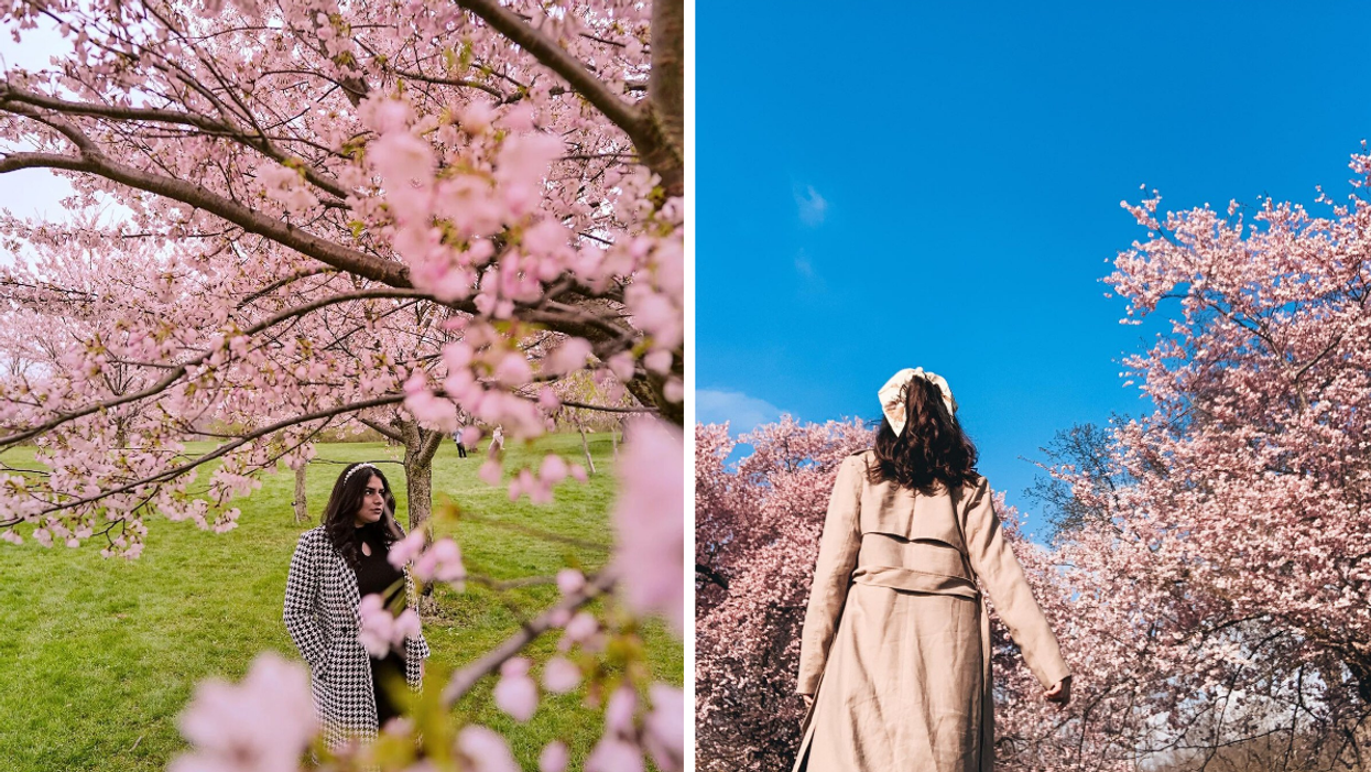 Pink magnolias and cherry blossoms in Royal Botanical Gardens.