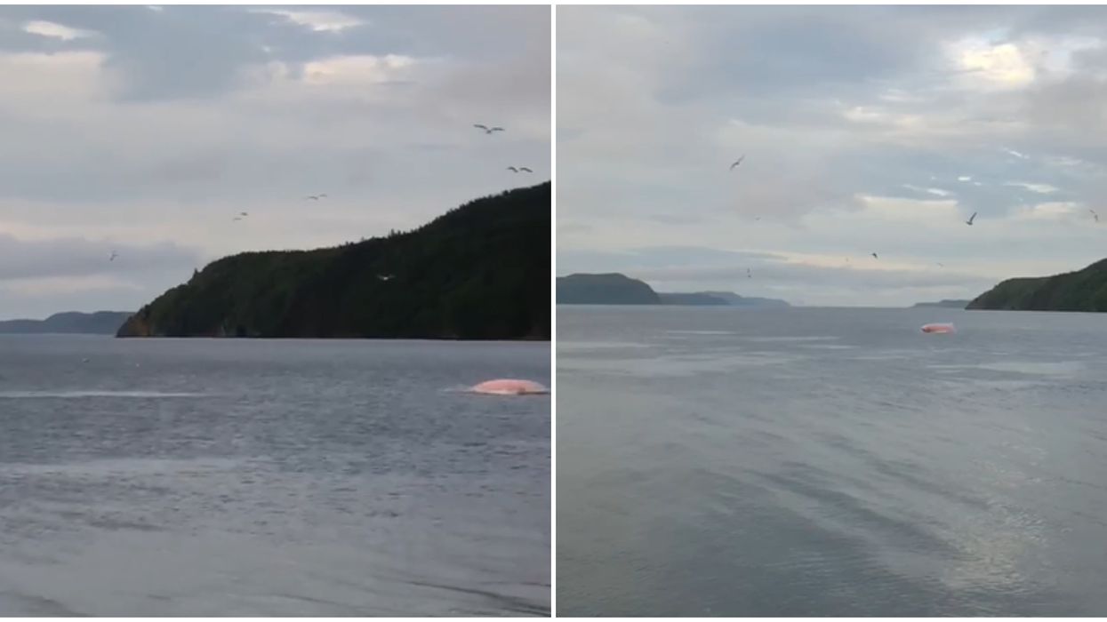 Pink Whale Newfoundland Has Seen Is So Pretty & There Are Theories About It
