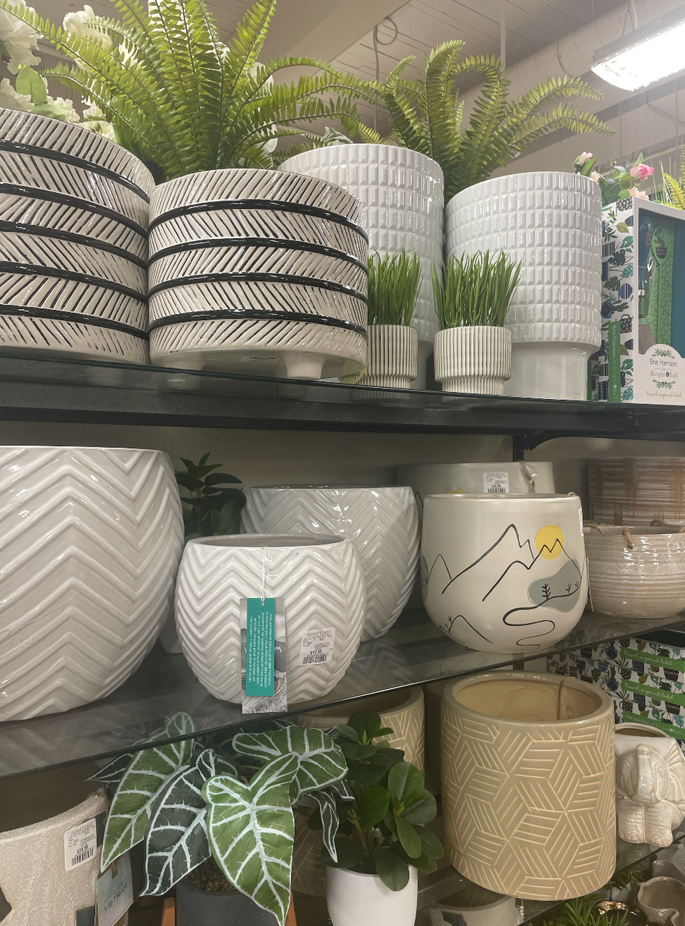 Plant pots at HomeSense
