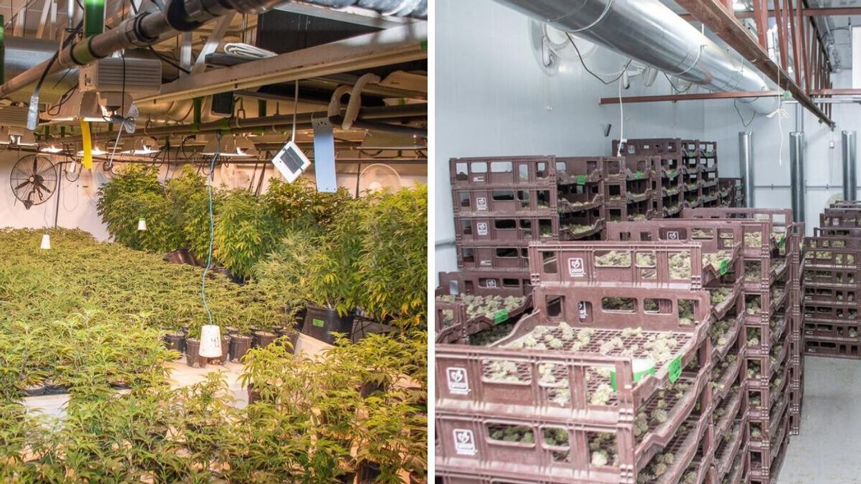 Plantations de cannabis à Laval.
