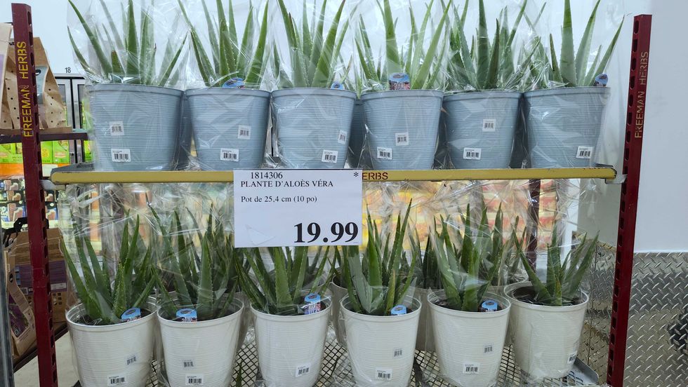 Plante d'alo\u00e8s v\u00e9ra en pot de 10 pouces.