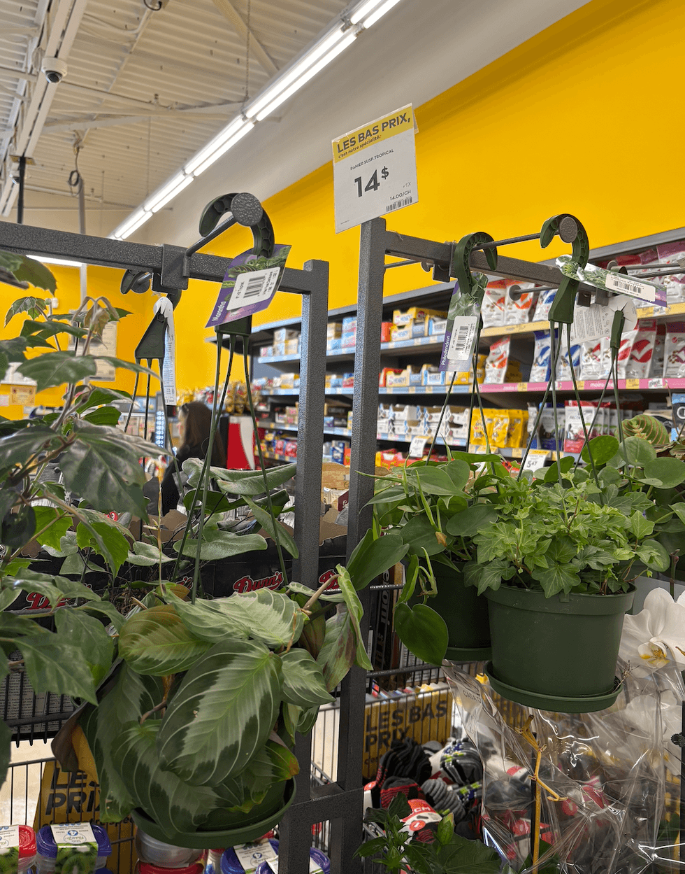 Plantes suspendues vertes en pot \u00e0 vendre chez Tigre G\u00e9ant.