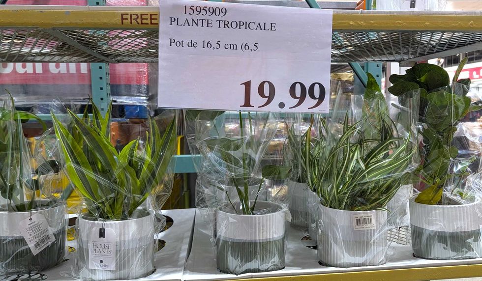 Plantes tropicales vari\u00e9es.