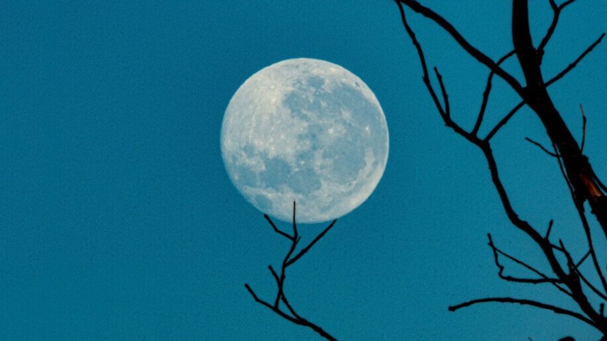 Pleine lune à travers des branches.