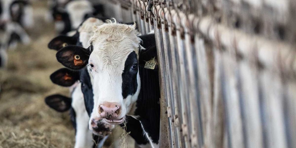 PM says Ottawa is ‘loyal’ to supply management system protecting dairy sector PM says Ottawa is ‘loyal’ to supply management system protecting dairy sector