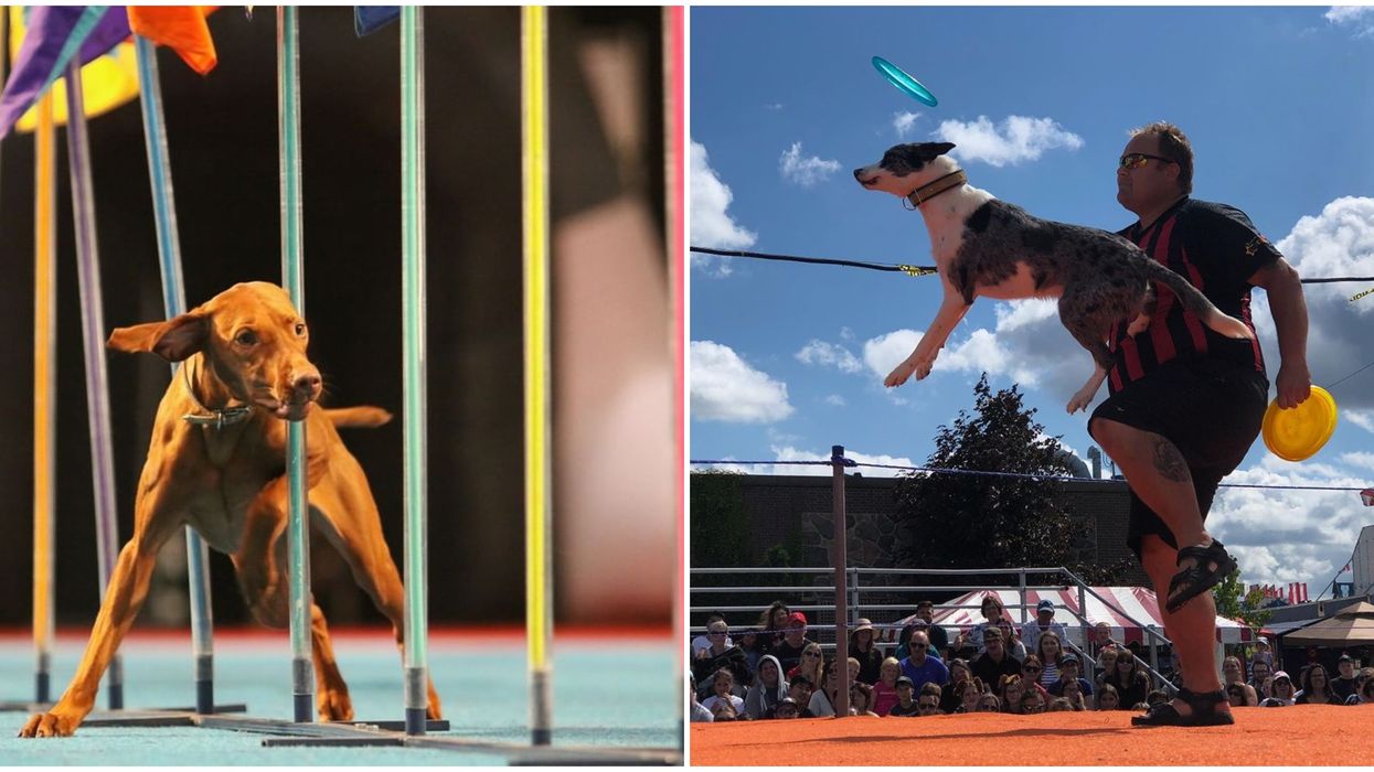 PNE In Vancouver: 2020 Season Is All Drive-Thu & Includes The SuperDogs