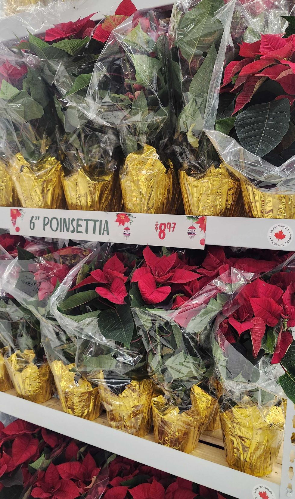 Poinsettia de 6 pouces.