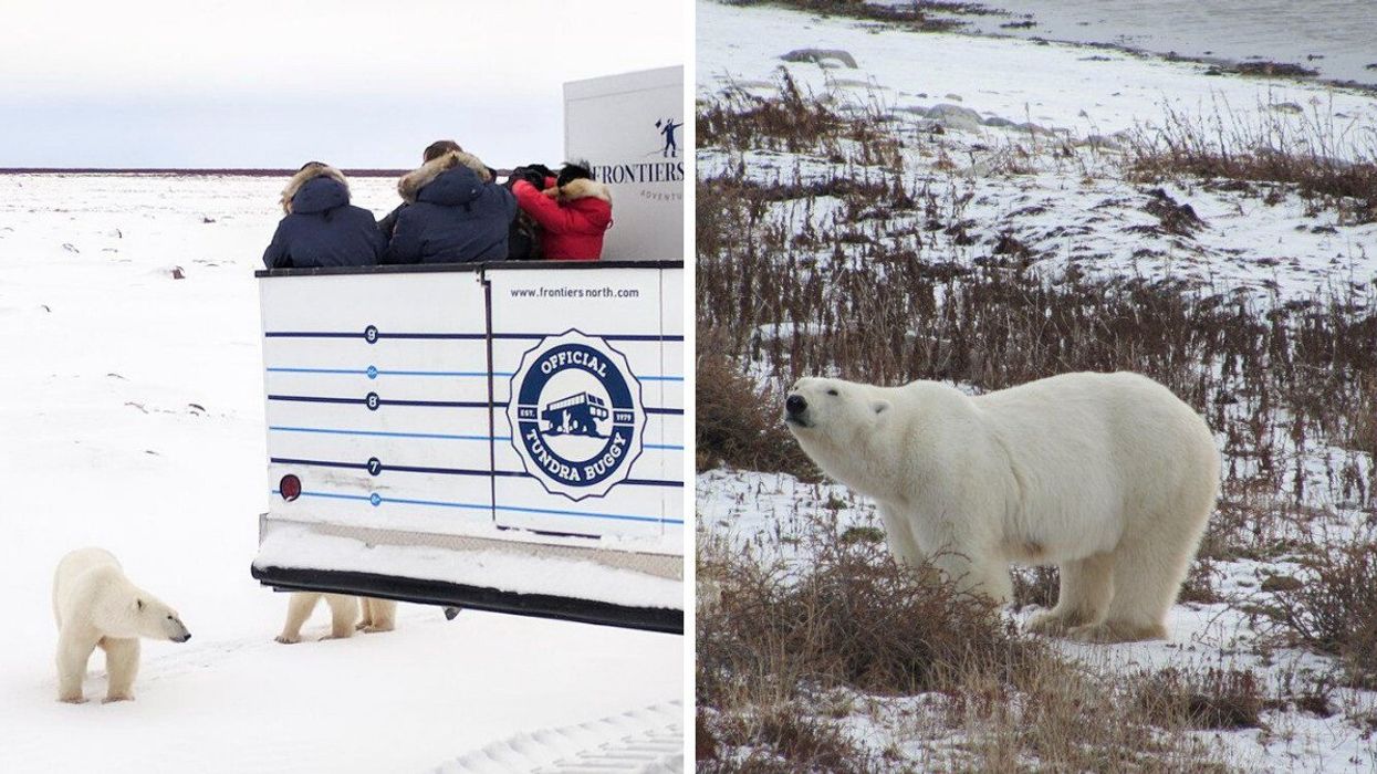 Polar bear expedition.