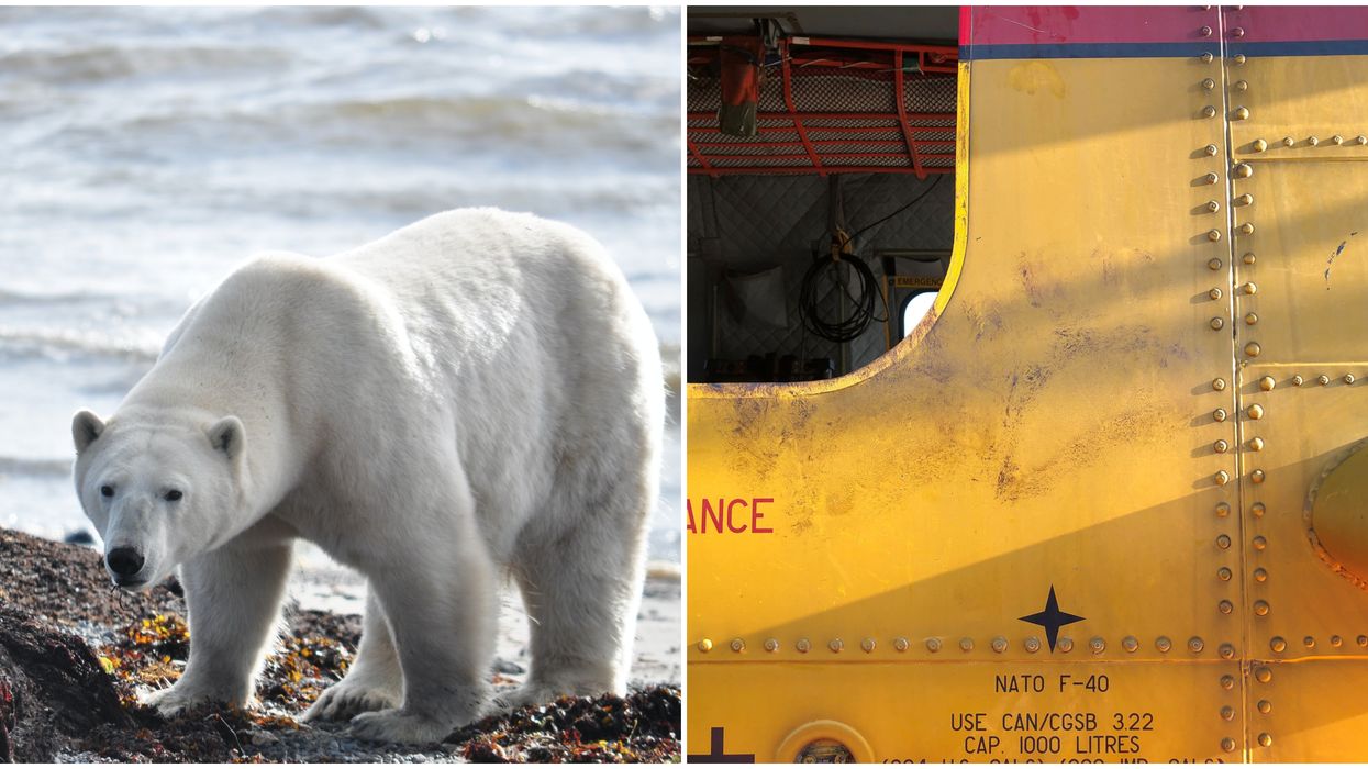 Polar Bear In Canada Was Curious About An Air Force Helicopter & Beat It Up