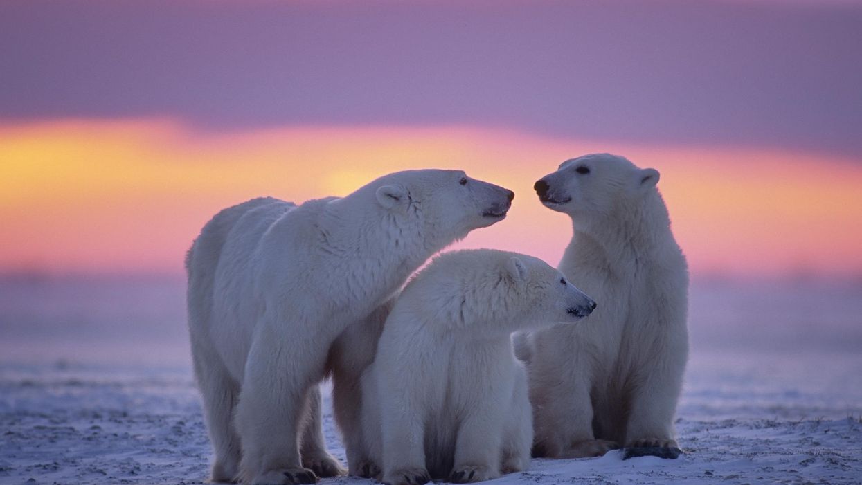 Polar Bear Inbreeding Is At 'Alarming' Levels & It's Increasing Their Risk Of Extinction