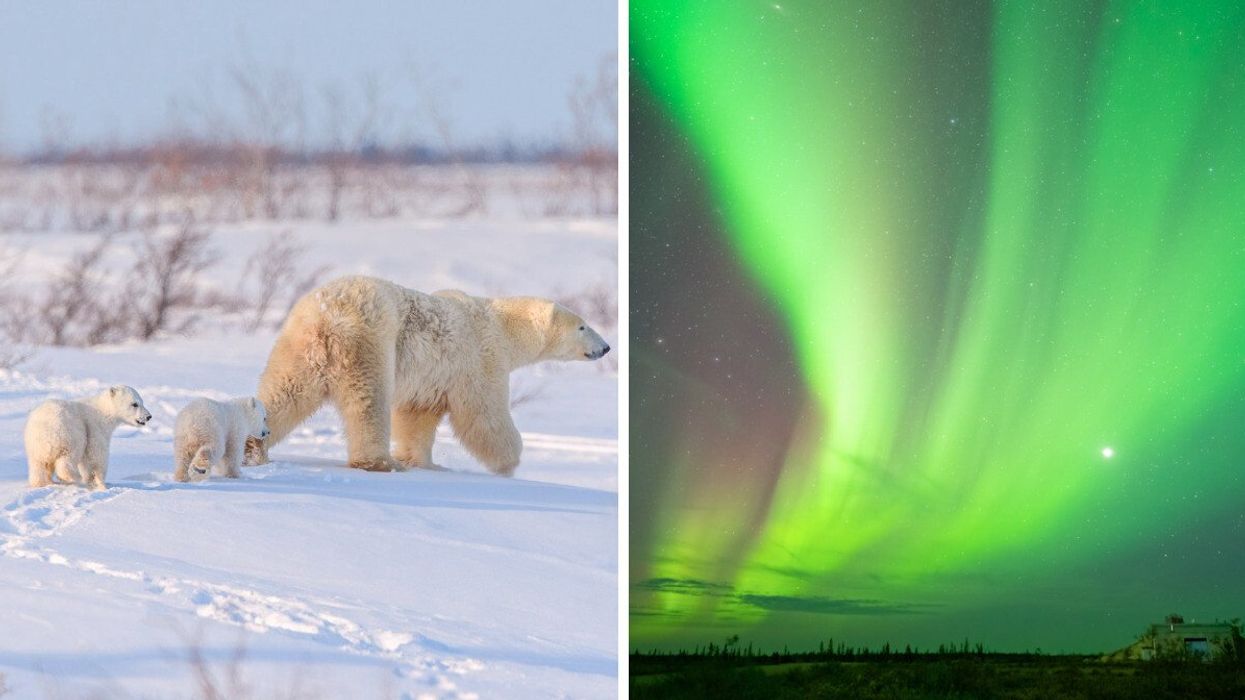 Polar bears in Manitoba. Right: The Northern Lights in Churchill, Manitoba