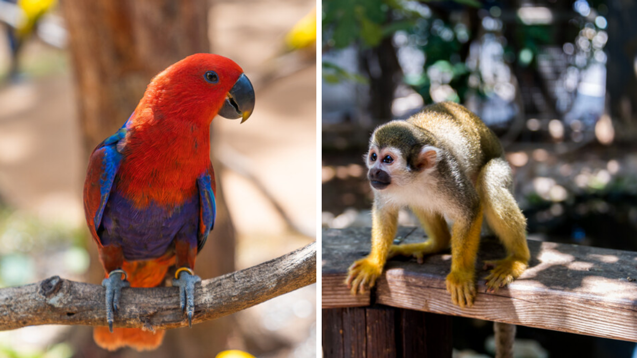 Police Are Asking For Your Help After A Monkey & Birds Were Stolen From Ontario Zoo