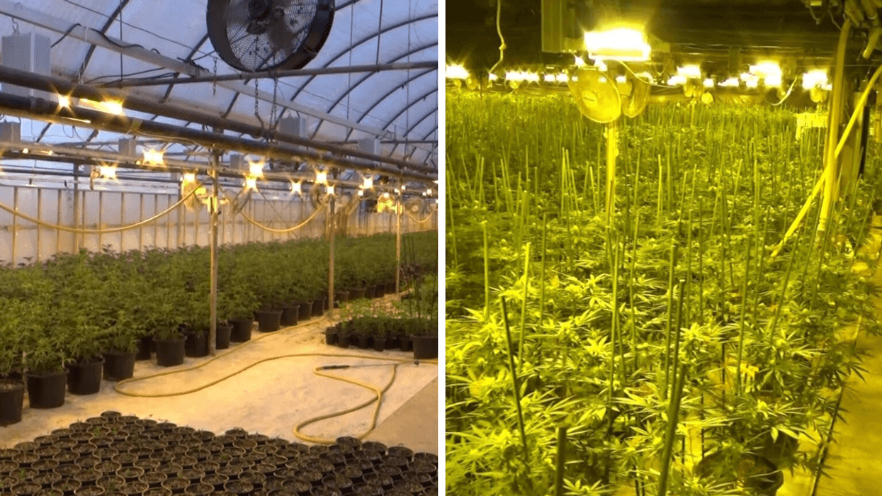 Police Charged 6 People In Ontario For Jointly Growing Over 21,000 Illegal Weed Plants