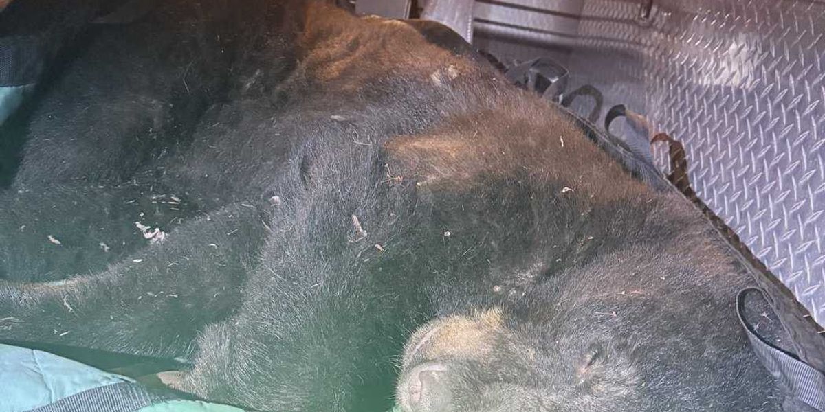 Black bear found wandering urban Vancouver is tranquilized and released Black bear found wandering urban Vancouver is tranquilized and released