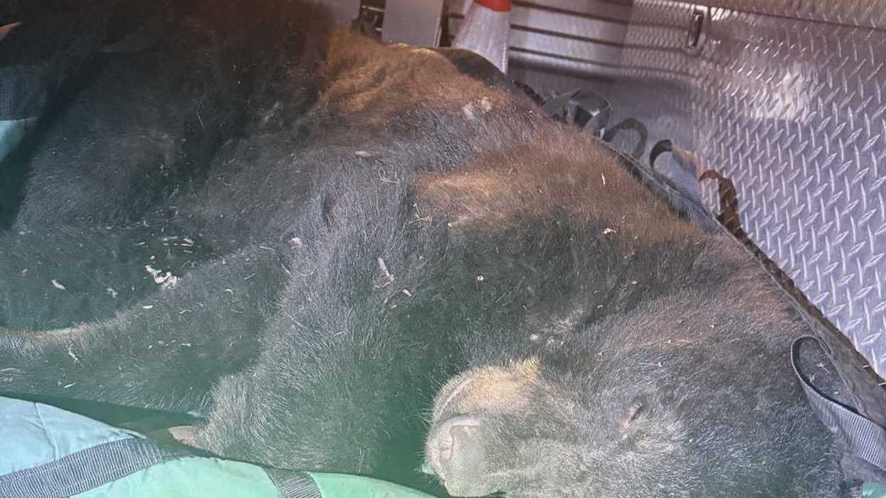 Police find black bear wandering urban Vancouver