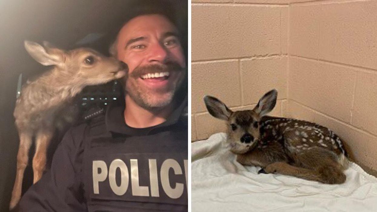 Police officer in B.C. with a baby deer. Right: A fawn.