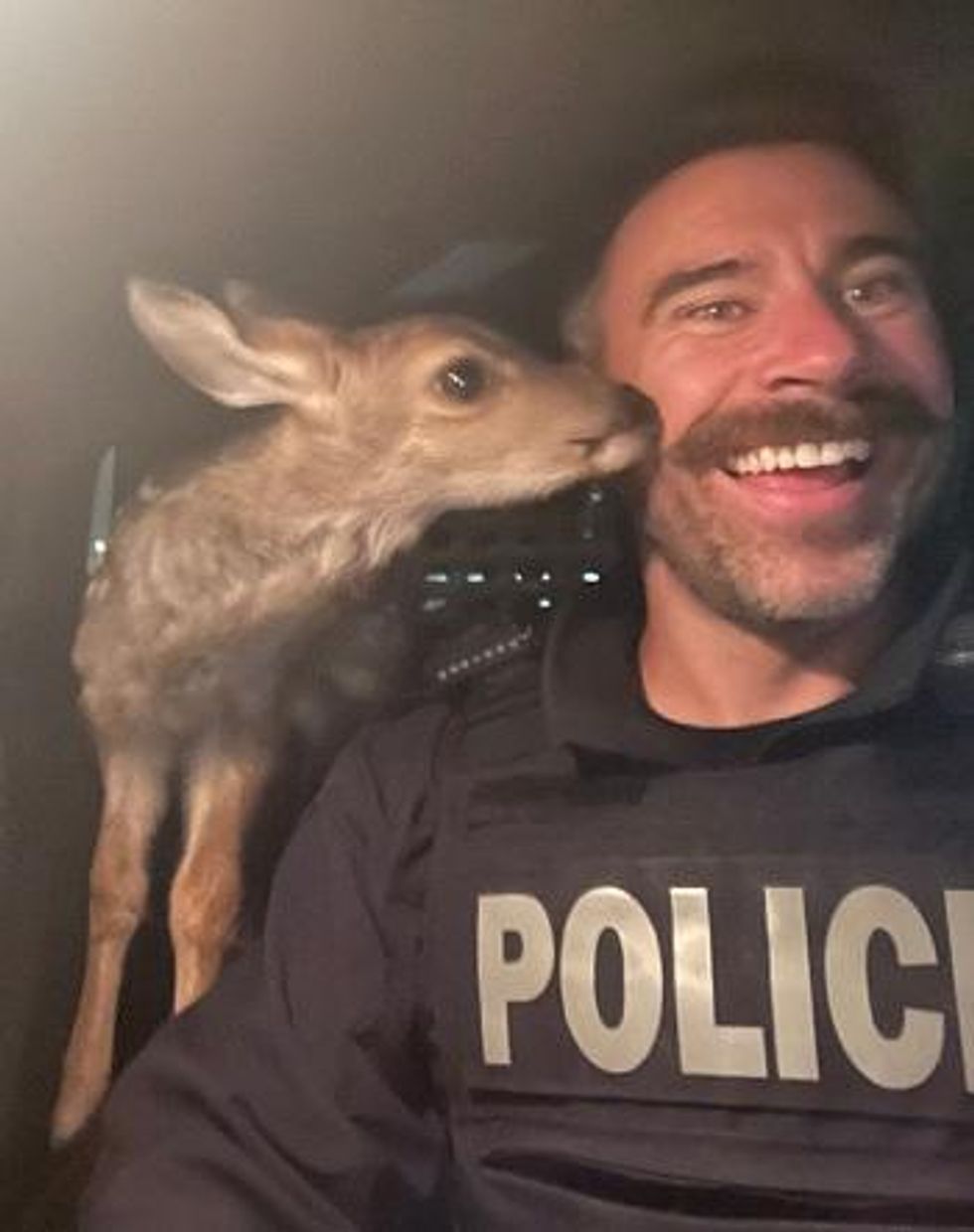 Police officer in B.C. with a baby deer.