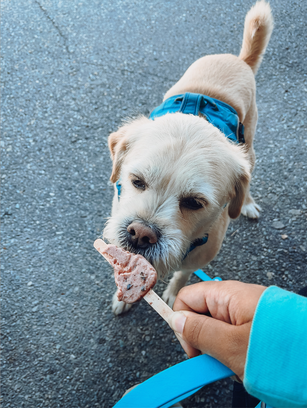 Pop gelato pour chiens de chez Savo.
