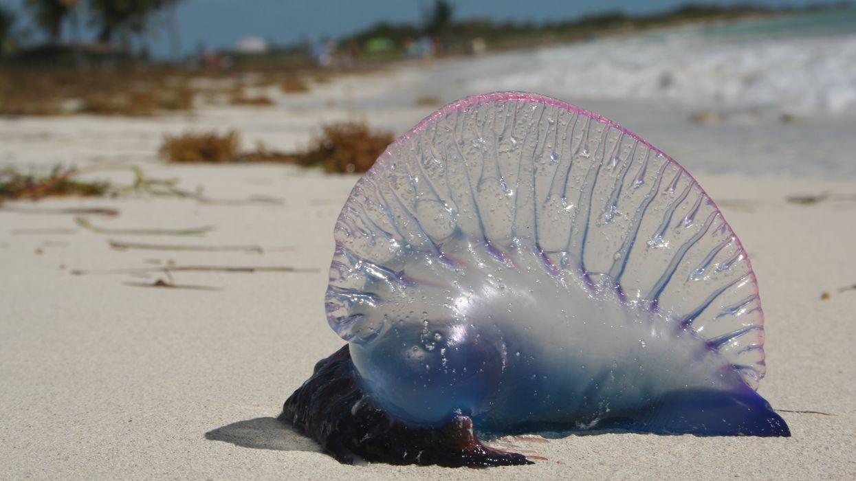 Portuguese Man O' War In Nova Scotia Stung A Little Girl & It's A Rare Sight In Atlantic Canada