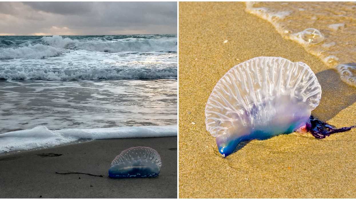 Portuguese Man O Wars Washing Up On Florida East Coast Beaches This Week
