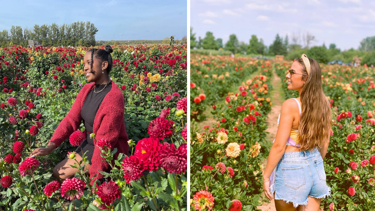 Posing in colourful dahlia fields at Andrews Scenic Acres.